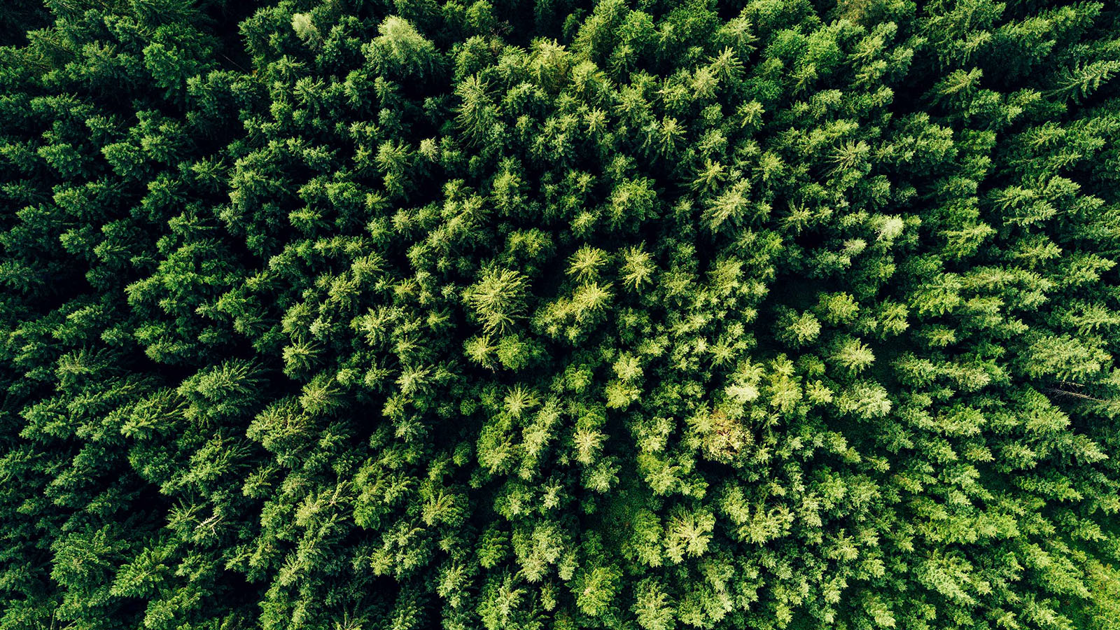 DC_N_Forest-john_featured-image