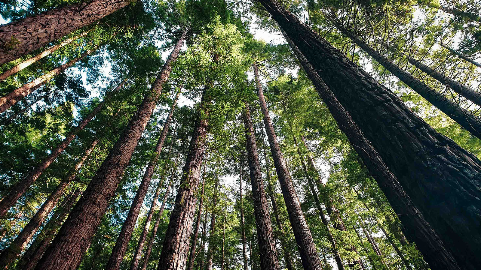 Data Centers Must Demonstrate a Commitment to Sustainability