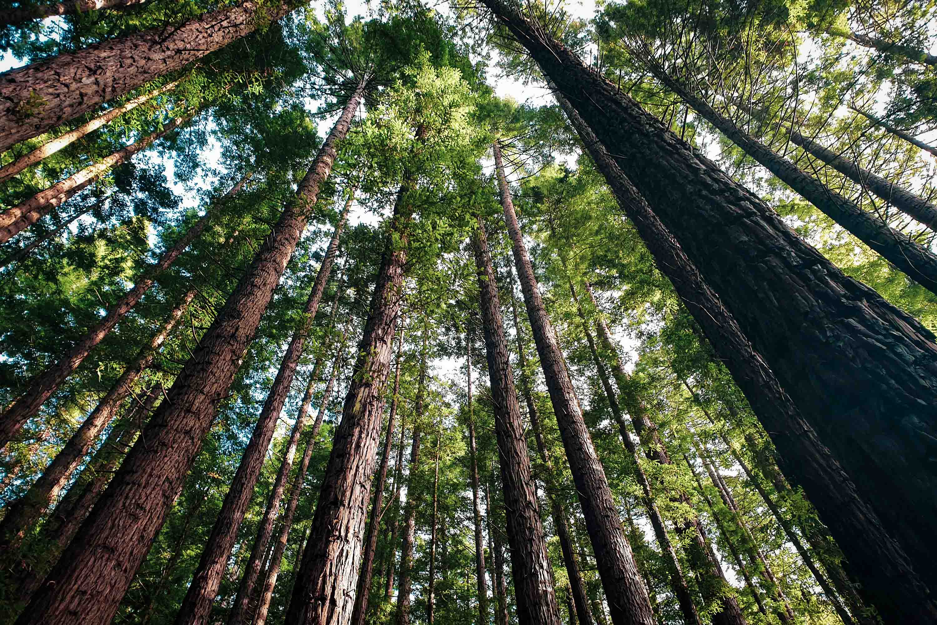 A frog perspective of large pines in a dense forest.